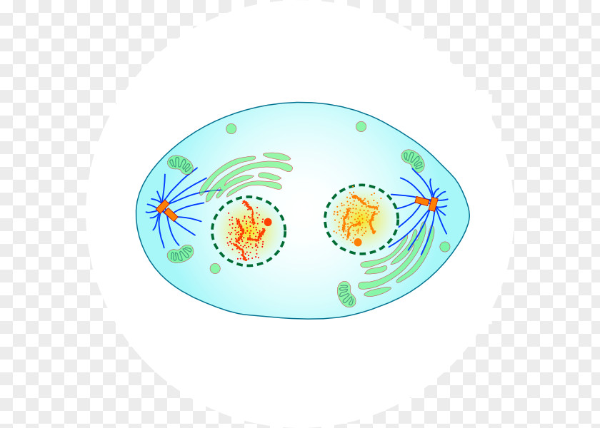 Telophase Mitosis Cell Division Metaphase PNG
