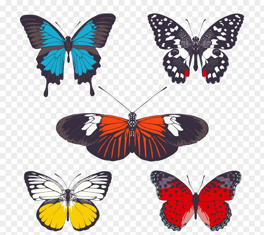 5 Butterfly Photography PNG