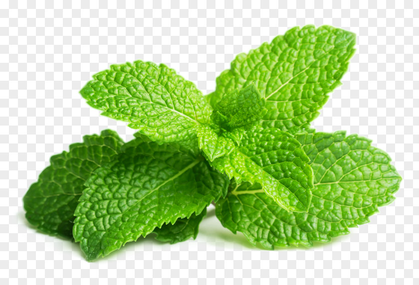 Basil Leaf Peppermint Spearmint Herb Mint Water PNG