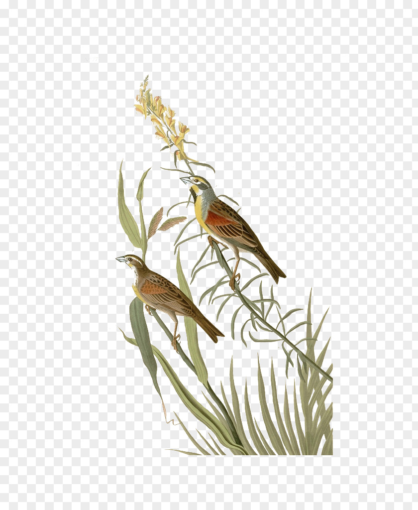 Chinese Wind Bird And Grass Ink Painting The Birds Of America National Audubon Society Illustration PNG