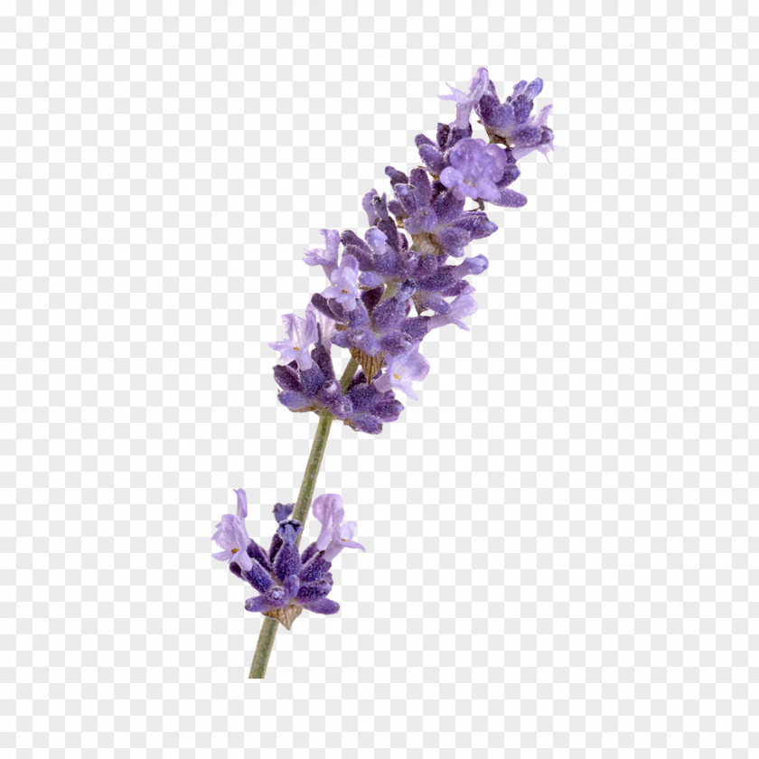English Lavender French Flower PNG