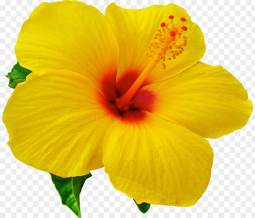 Flower Petal Yellow Hibiscus Hawaiian PNG