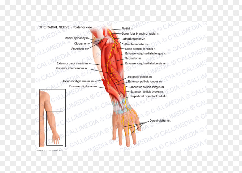 Hand Thumb Radial Nerve Abductor Pollicis Longus Muscle Artery PNG
