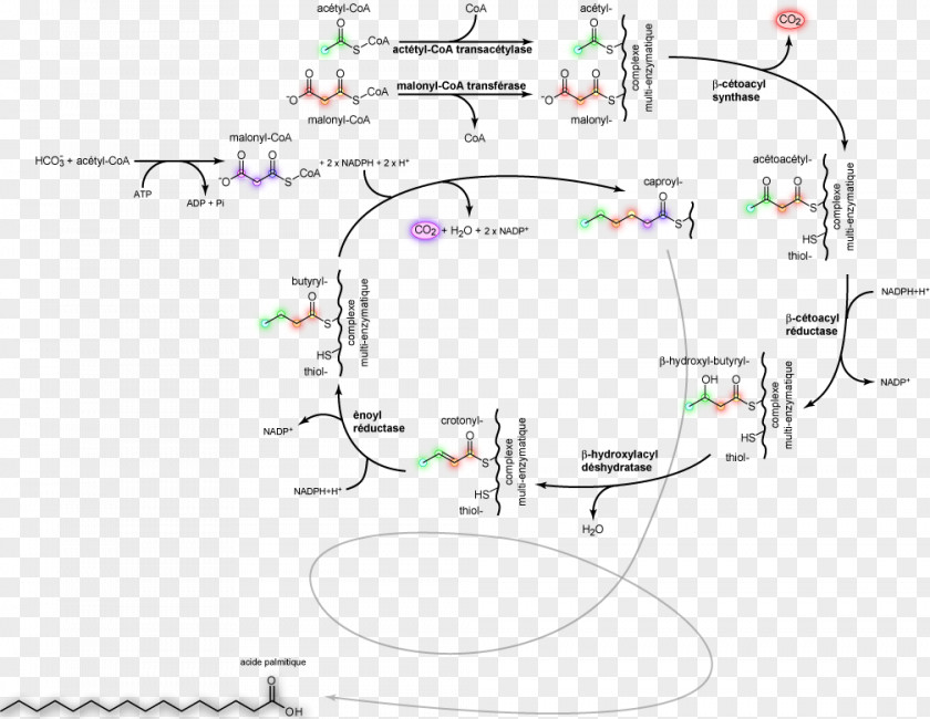 Lipogenesis Fatty Acid Synthesis Metabolism PNG
