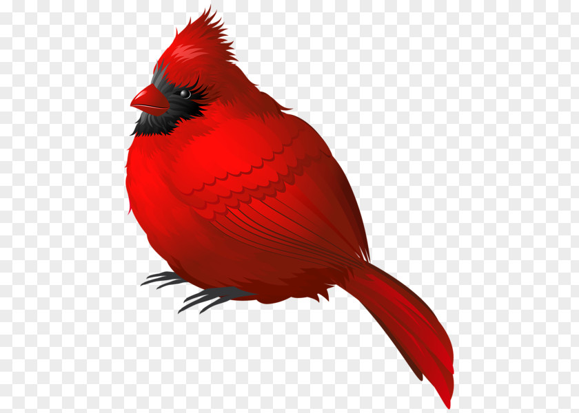 Orang Small Parrot Songbird Northern Cardinal Clip Art PNG