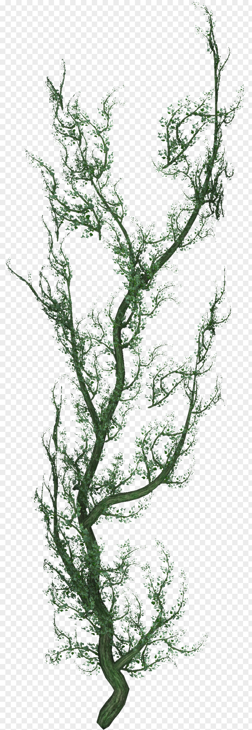 Plant Shrub Liana Tree Stem PNG