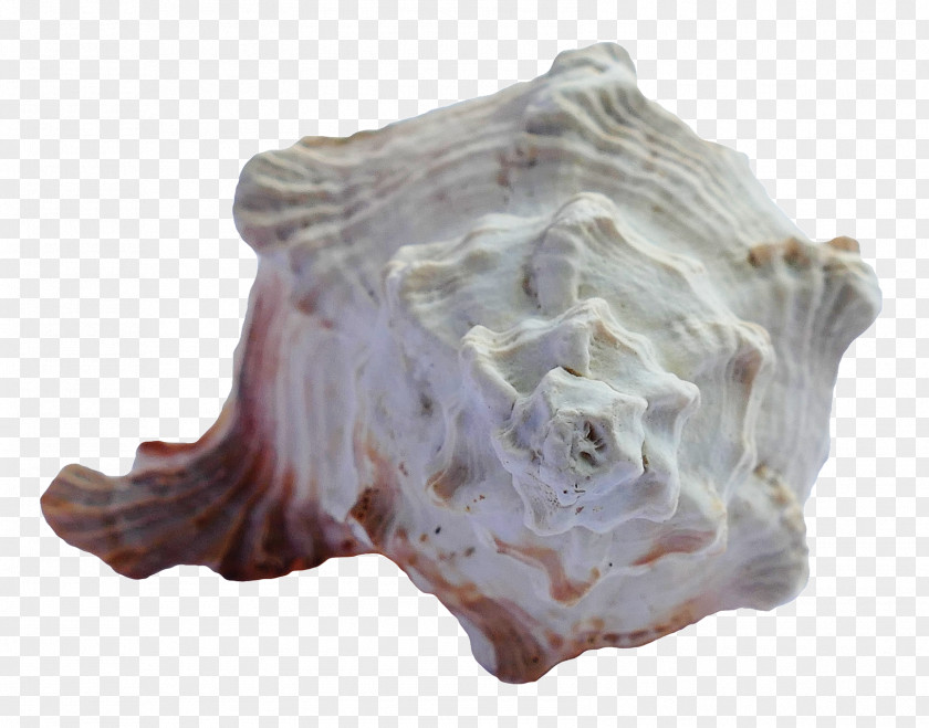 Sea Shell Seashell Urchin PNG