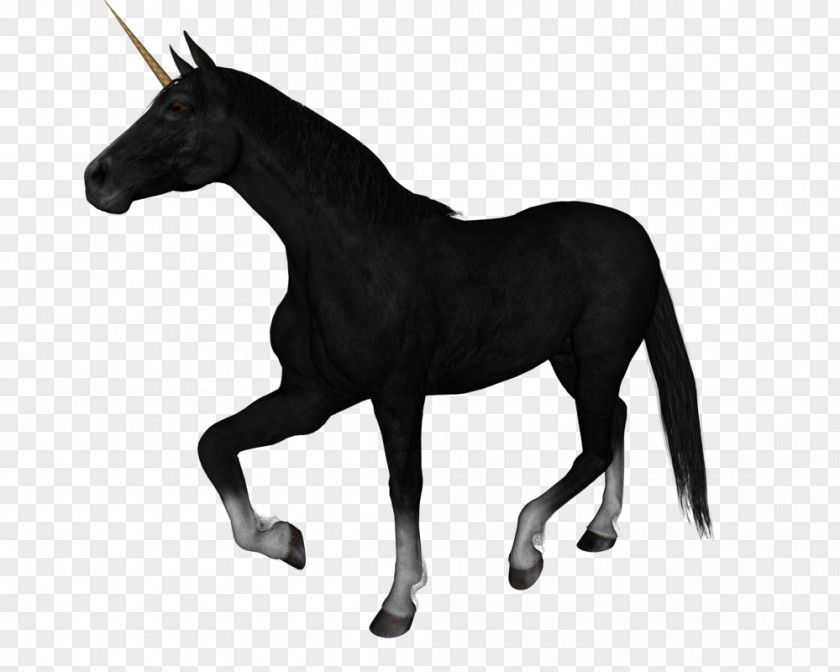 Unicorn Background Arabian Horse Rocky Mountain Black Roan PNG