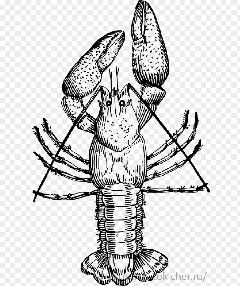 Crayfish Drawing Procambarus Clarkii Clip Art PNG