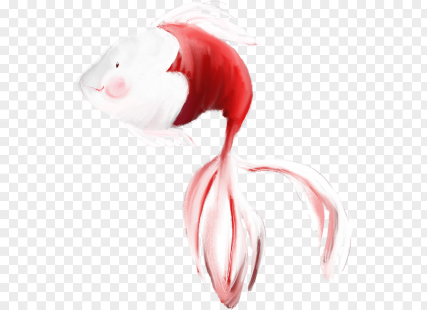 Koi Fish Photography Picture Frames Clip Art PNG