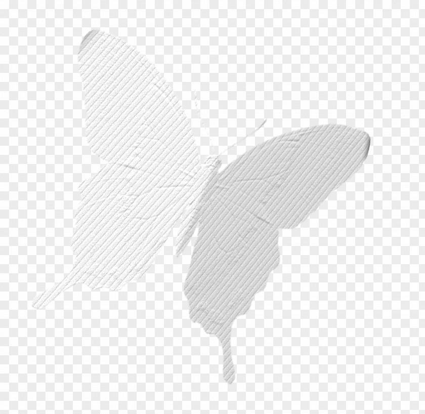 Texture White Butterfly Moth PNG