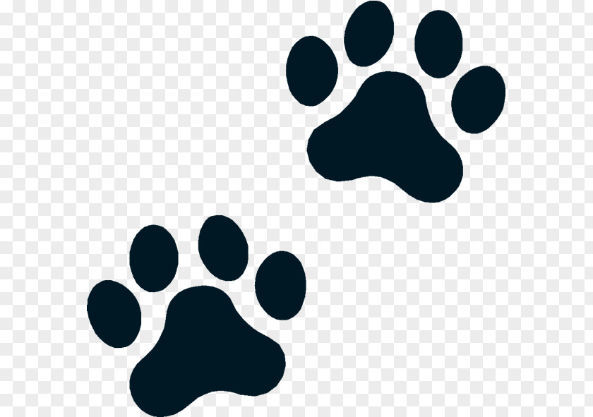 Boston Terrier Polydactyl Cat Dog Puppy Kitten PNG