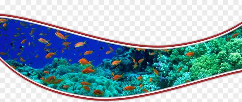 Cherne Altovise Rainbow Reef Aoyagi Masaharu Coral Fish PNG