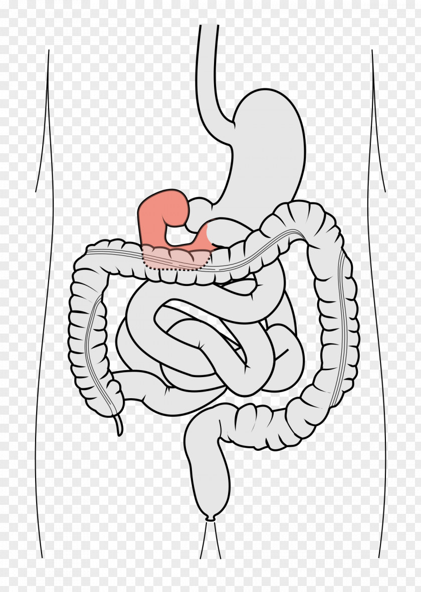 Duodenum Small Intestine Gastrointestinal Tract Large Jejunum PNG intestine tract Jejunum, organ clipart PNG