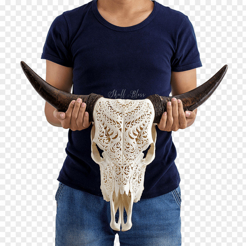 Skull Horn Cattle Orbit Bone PNG