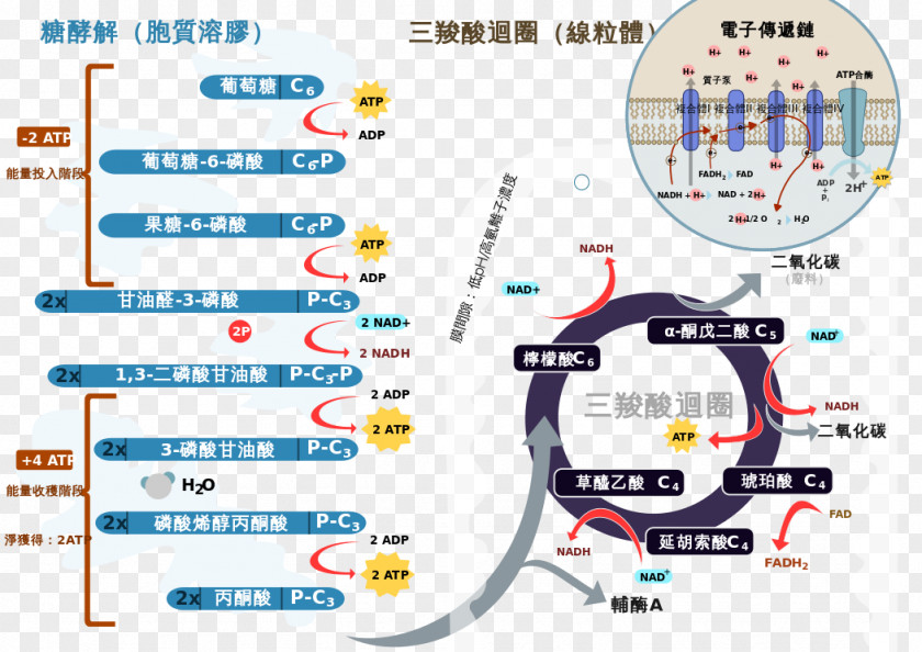 Electron Transport Chain Worker Cellular Respiration Anaerobic Citric Acid Cycle PNG