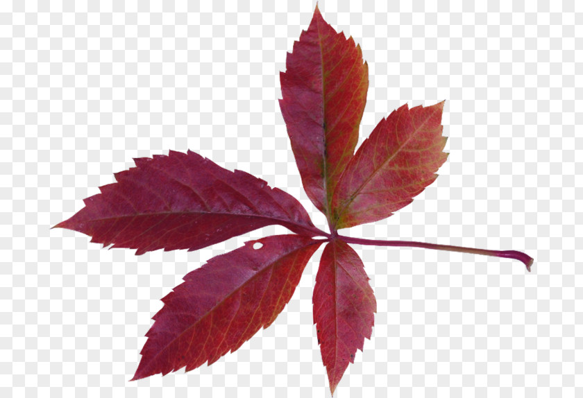 Leaf Maple Autumn Bladnerv PNG