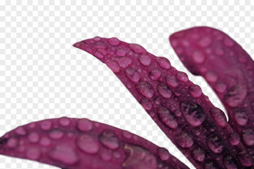 Lilac M Magenta Petal Close-up Telekom PNG