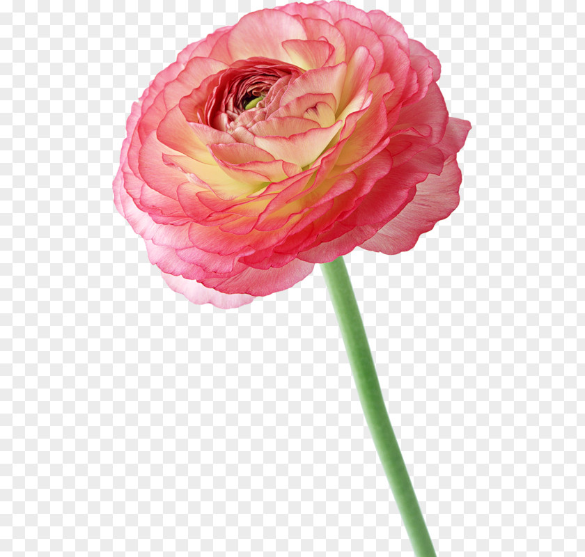 Peony Flower Clip Art PNG