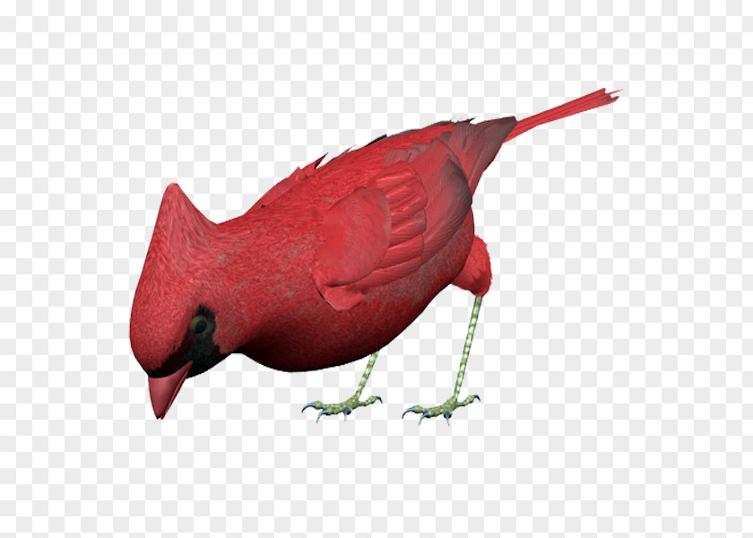 Red Bird Beak Blog Fauna PNG