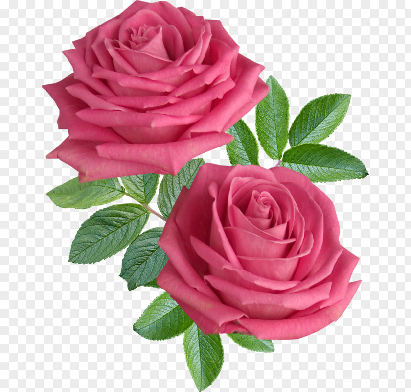 Rose Flower Stock Photography Desktop Wallpaper PNG