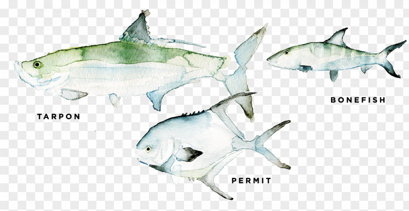 Tiger Shark Squaliform Sharks Marine Biology Ecosystem PNG