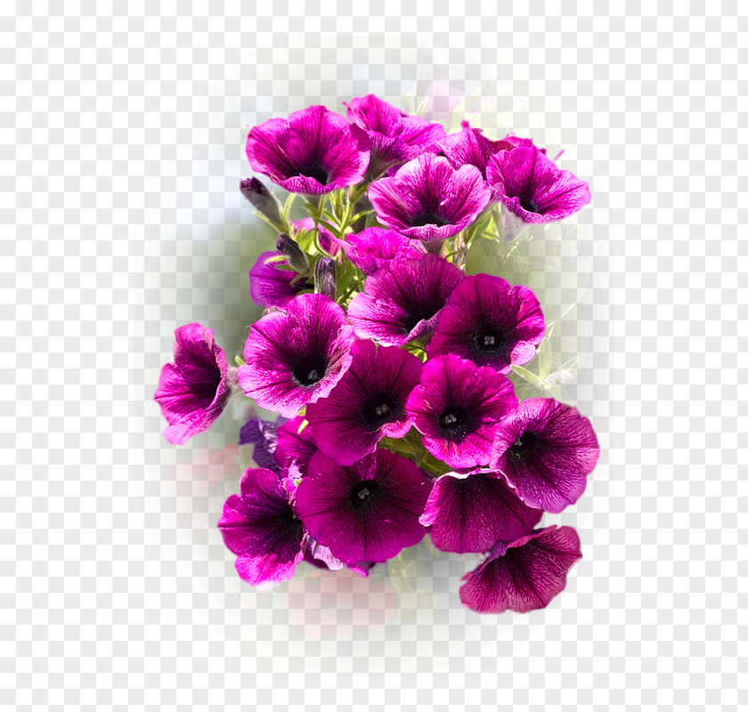 Violet Crane's-bill Anemone Cut Flowers Annual Plant PNG