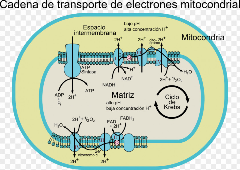 28 May Electron Transport Chain Coenzyme Q – Cytochrome C Reductase Mitochondrion Oxidase PNG