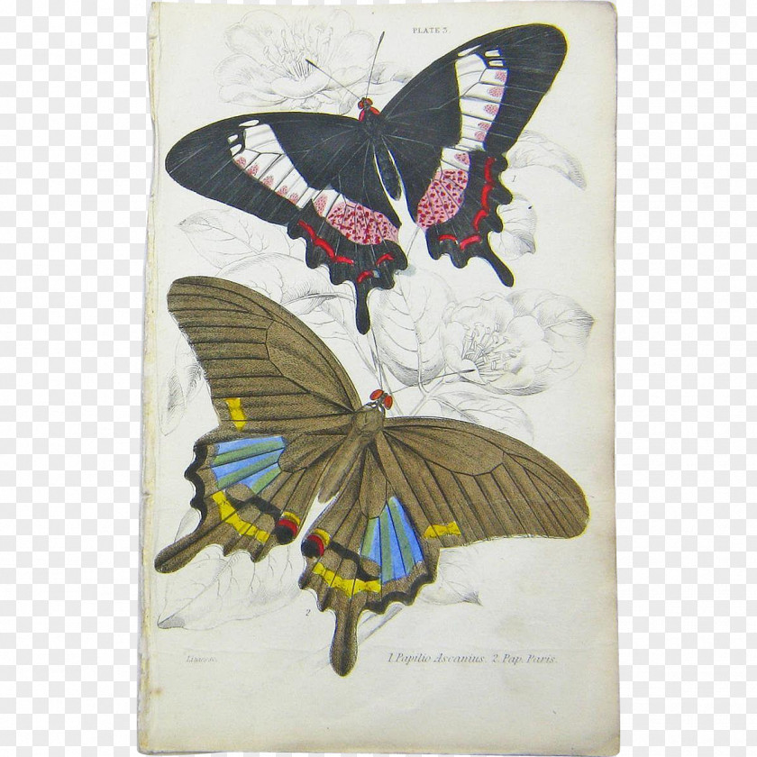 Butterfly Insect Drawing Cethosia Cyane PNG