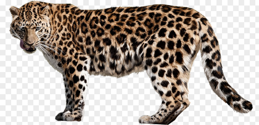 Cheetah Felidae Jaguar Clip Art PNG