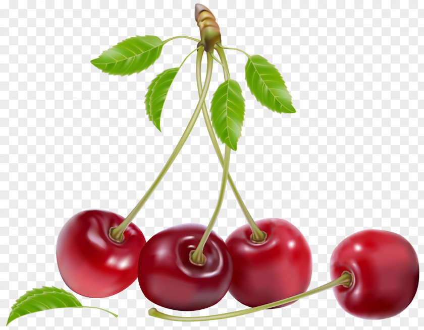 Cherry Fruit Clip Art PNG