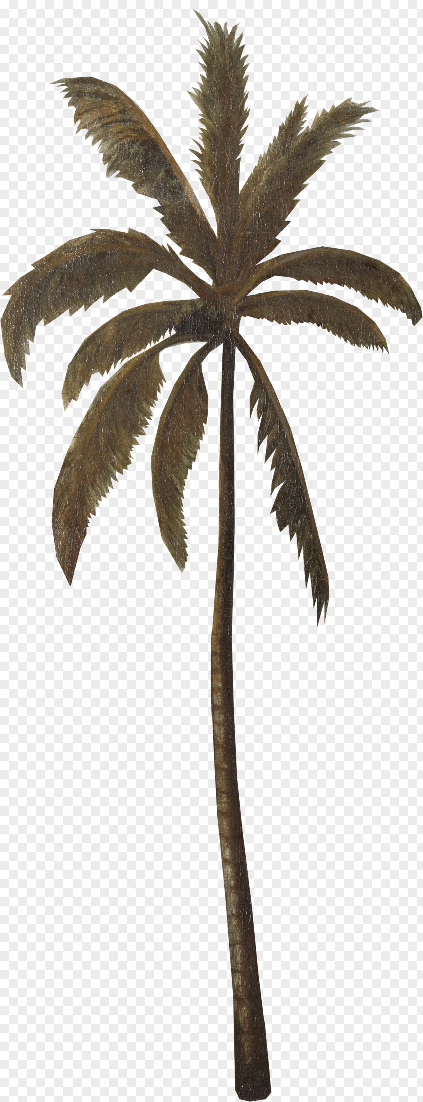 Coconut Asian Palmyra Palm Date Leaf Flowerpot PNG