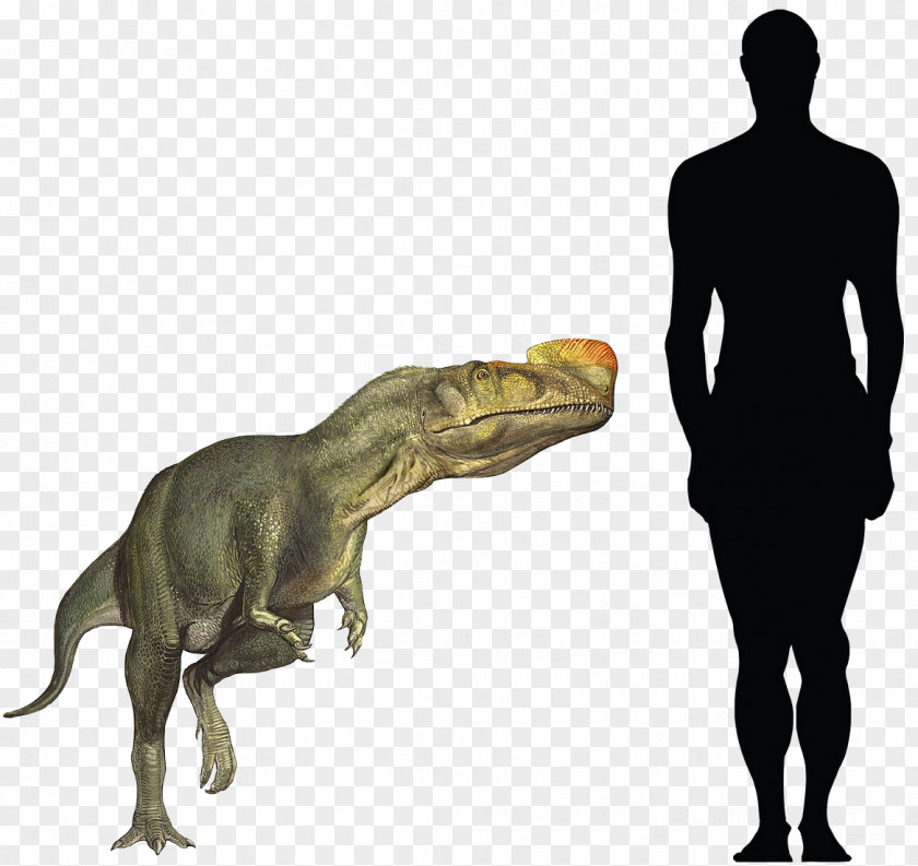 Dinosaur Tyrannosaurus Kileskus Proceratosaurus Sinotyrannus Spinosaurus PNG