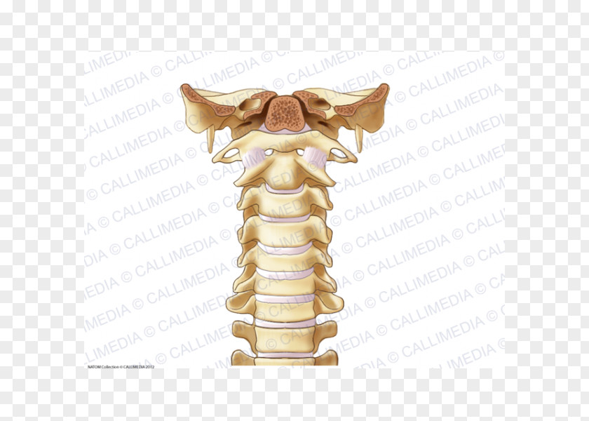 Joint Vertebral Column Bone Cervical Vertebrae Ligament PNG