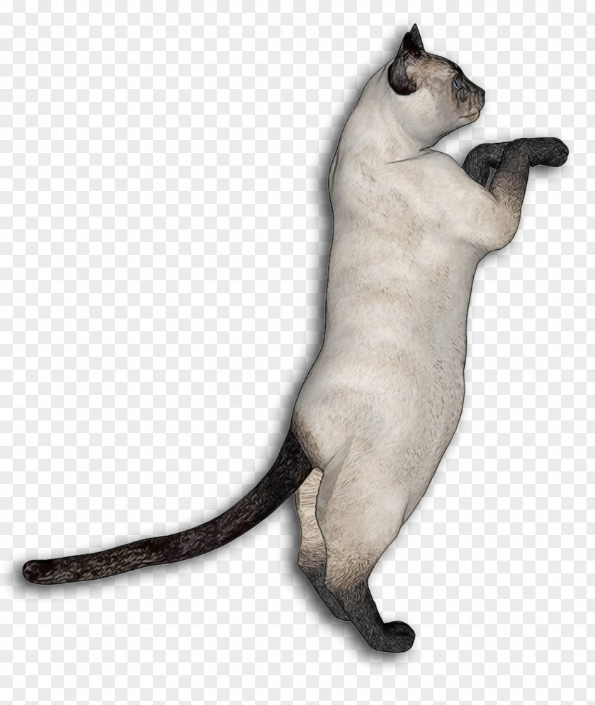 Jumping Cat Siamese Egyptian Mau Somali Kitten Whiskers PNG
