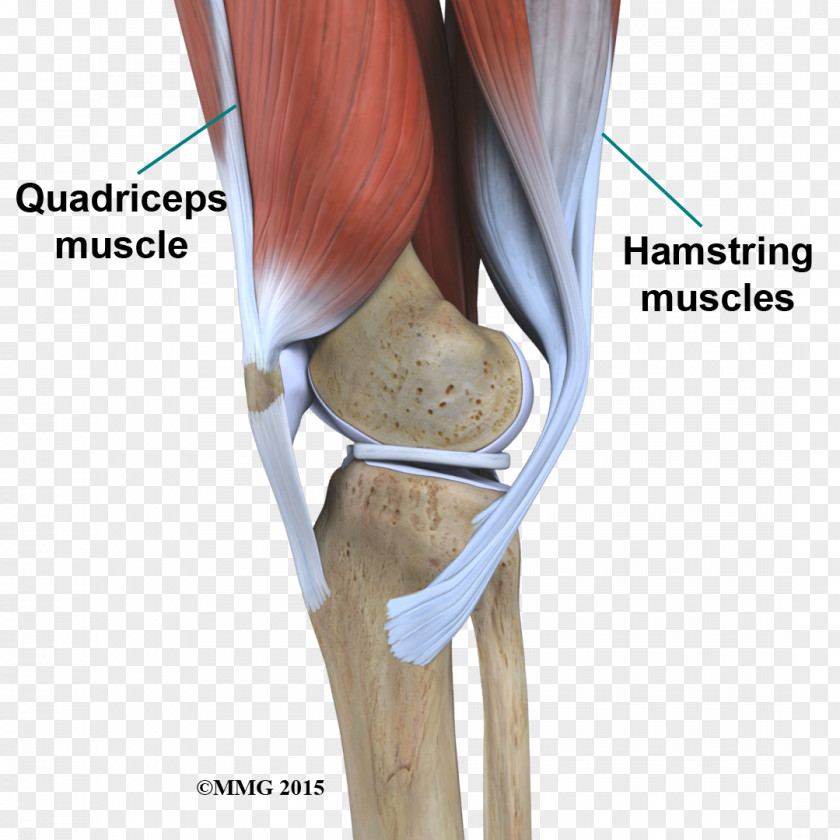 Knee Anatomy Hip Joint Shoulder PNG