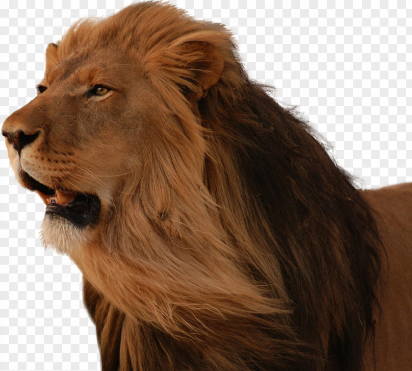 Lions Head East African Lion Desktop Wallpaper Cat PNG
