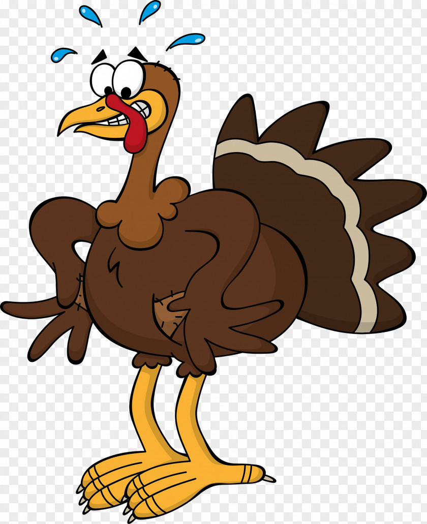 Brown Ostrich Black Turkey Thanksgiving Cartoon Clip Art PNG