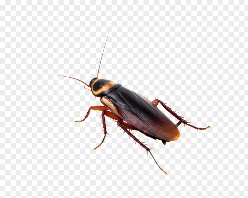 Cockroach Insect Mosquito Pest Control Bed Bug PNG