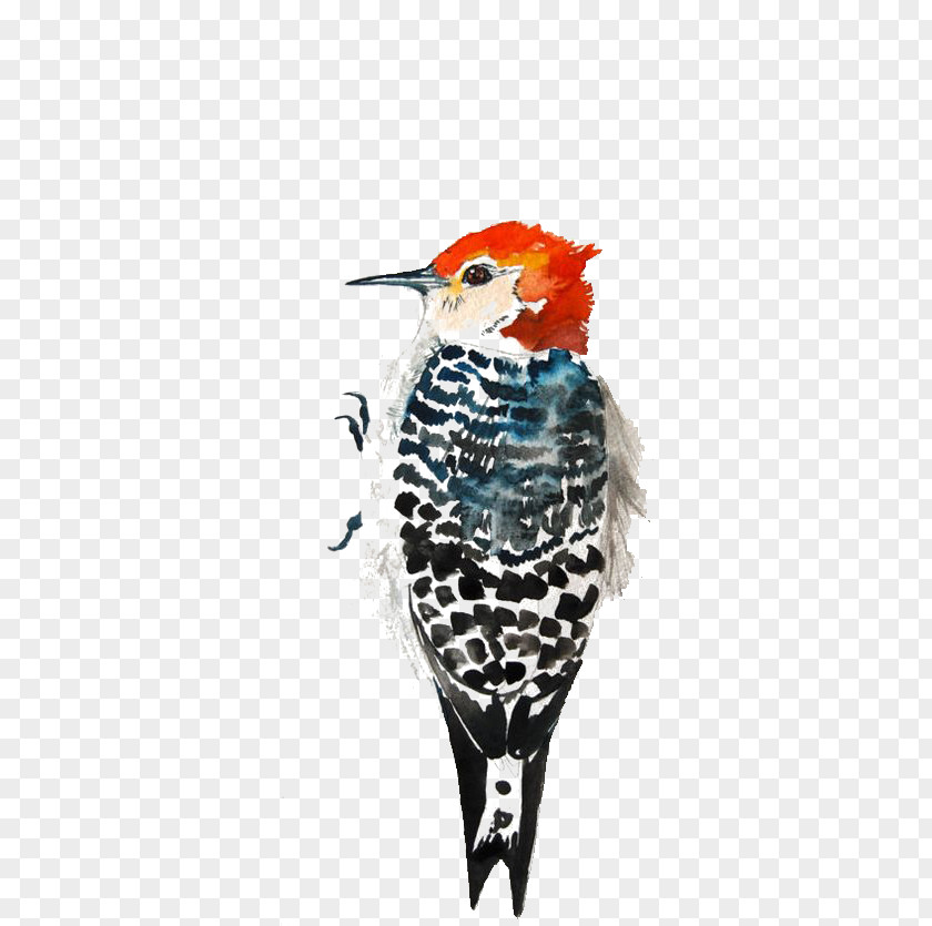 Watercolor Bird PNG