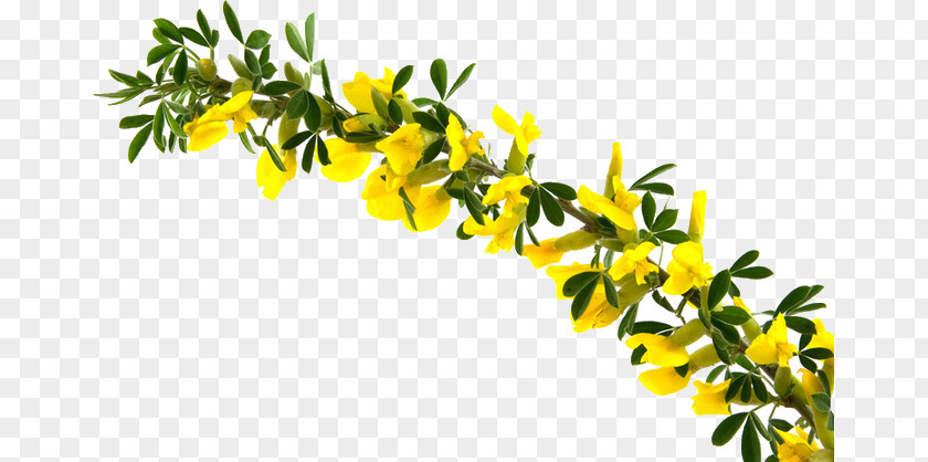 Branch Forsythia Suspensa PNG