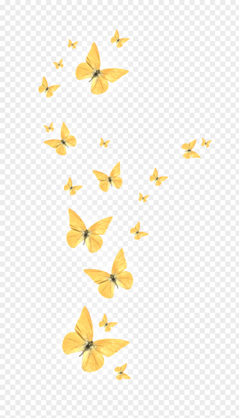 Butterfly Clip Art Image Desktop Wallpaper PNG