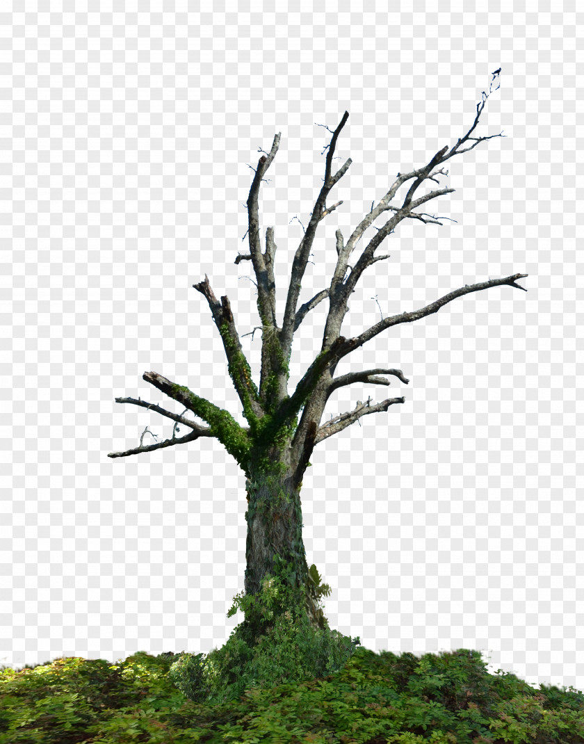 Car Trunk Tree Branch Root PNG