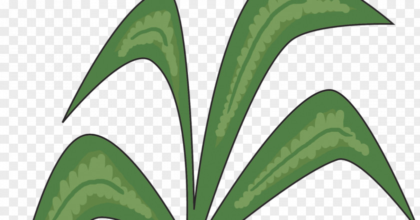 Chicka Boom Leaf Plant Stem PNG