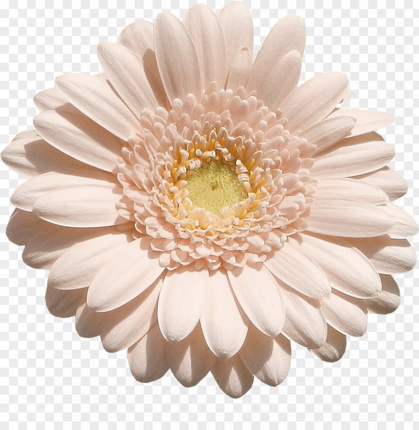 Chrysanthemum Transvaal Daisy Cut Flowers PNG