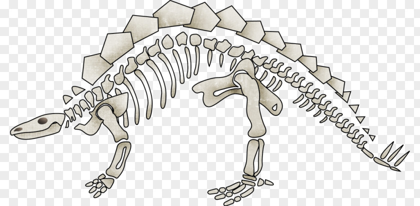 Dinosaur Skeleton Tyrannosaurus Human PNG