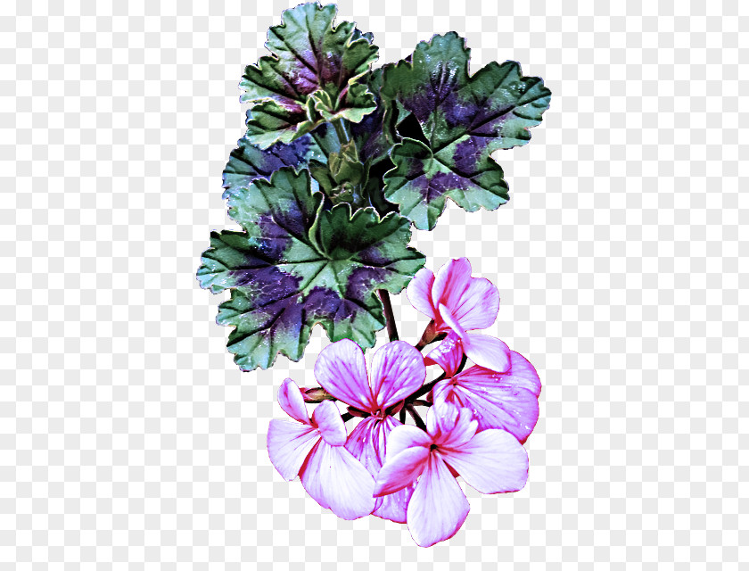 Flower Petal Plant Purple Violet PNG