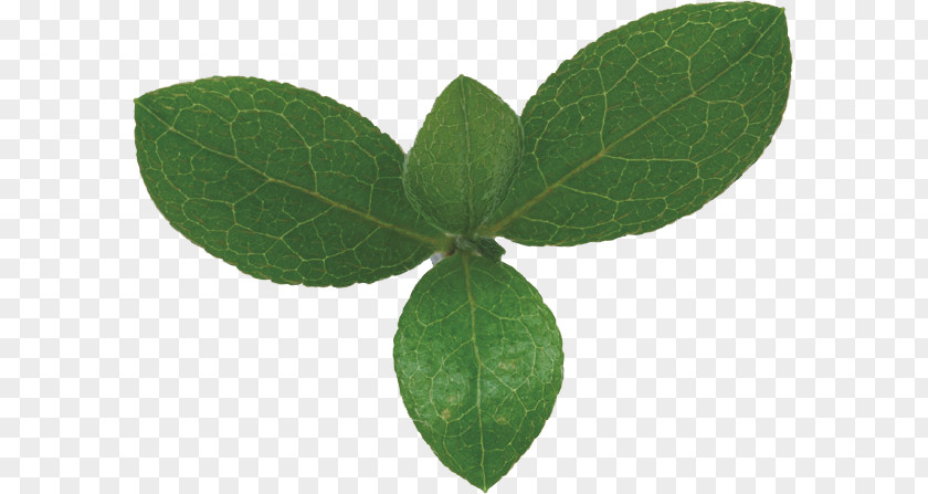 Leaves Leaf Green Bladnerv Photosynthesis Chloroplast PNG