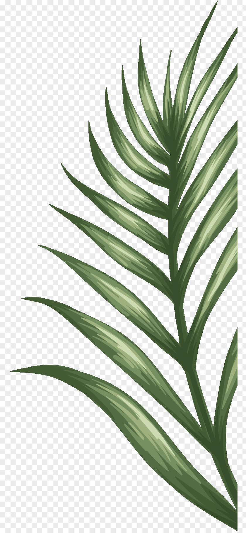 Palm Trees Plant Stem Leaf Terrestrial Plants PNG