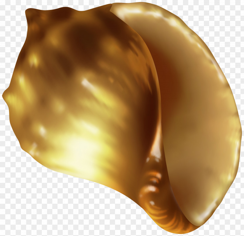 Rapana Shell Clip Art Image PNG